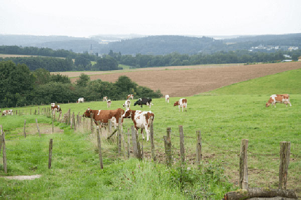 JOSERA Rinder auf der Weide stehend