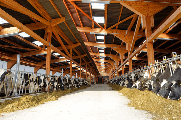 JOSERA Rinder im Stall im Fressständer