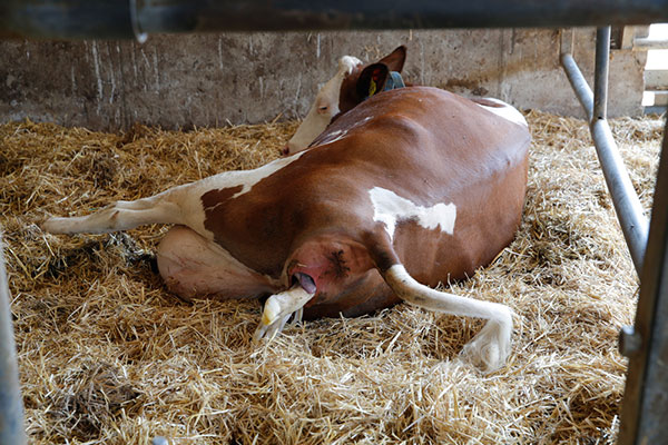 JOSERA le vêlage d´une vache