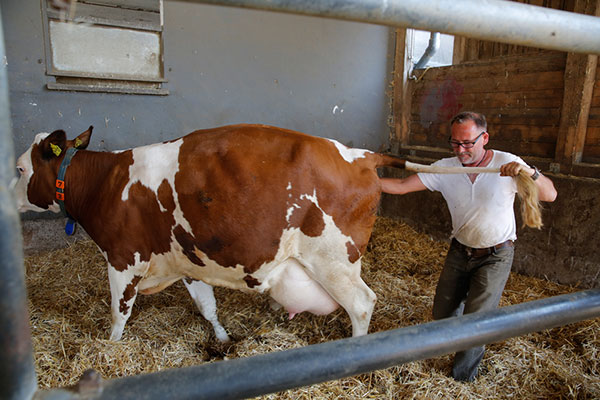 JOSERA Rind während der Geburt