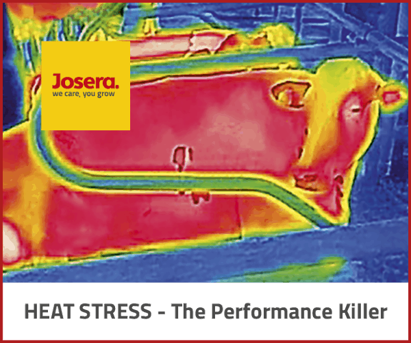 Banner Hitzestress 300x250px2 600px 1