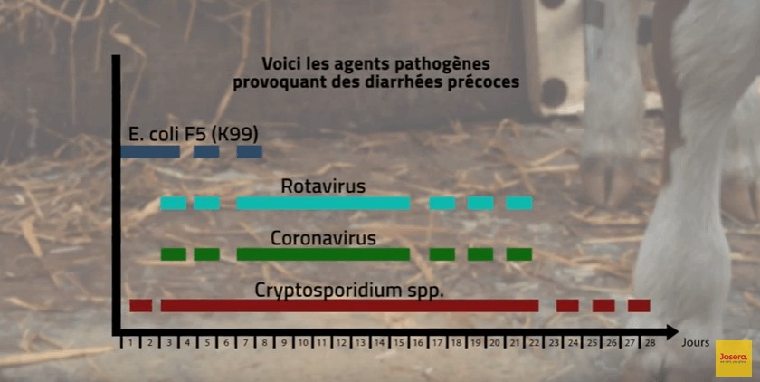 Graphique déclencheur des diarrhées précoces