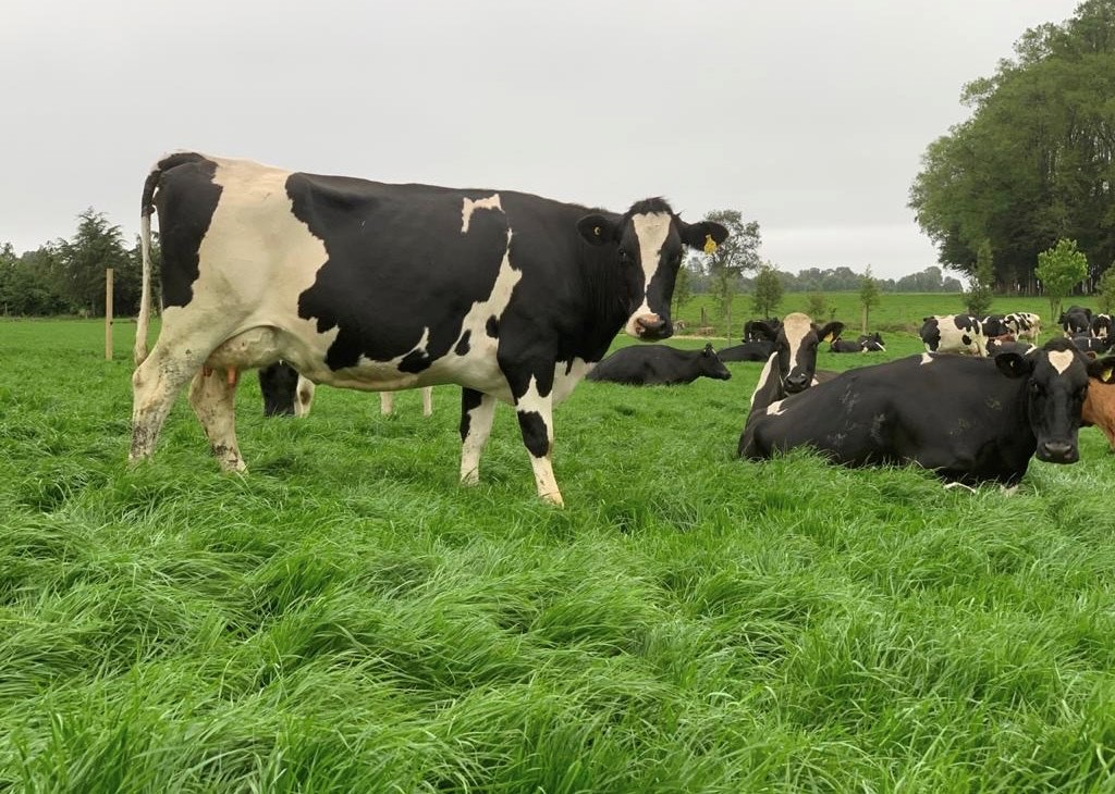 JOSERA I Fundo Bellavista - vaches