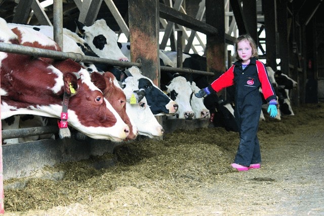 JOSERA - photo petite fille devant vaches à l'auge