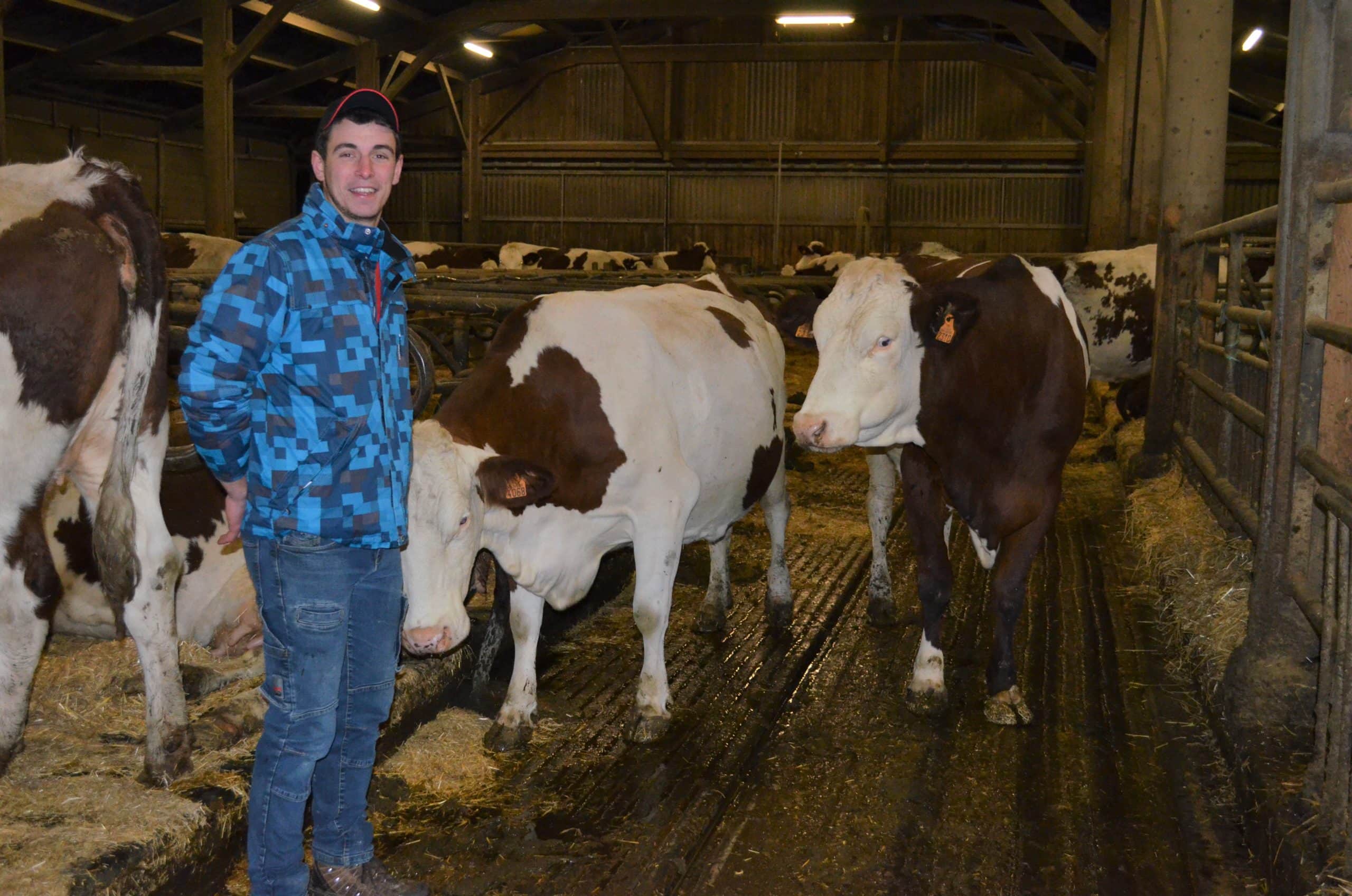 JOSERA DairyPilot - pour sécuriser la ration et une meilleure ambiance dans le bâtiment