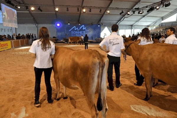 Ring Vaches Laitieres Sommet De Lelevage 2016 151 600px
