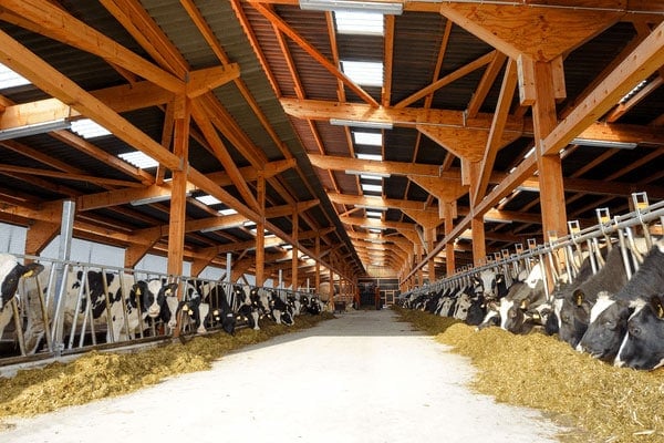 JOSERA, vaches en bâtiment, à l'auge