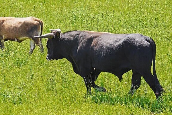 Aurochs