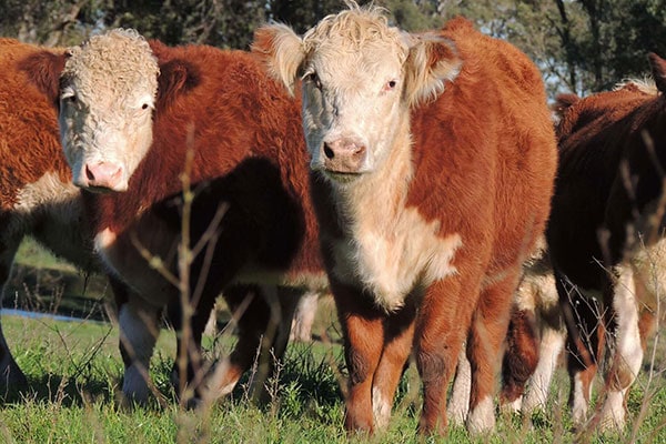 JOSERA, race Hereford, bovins