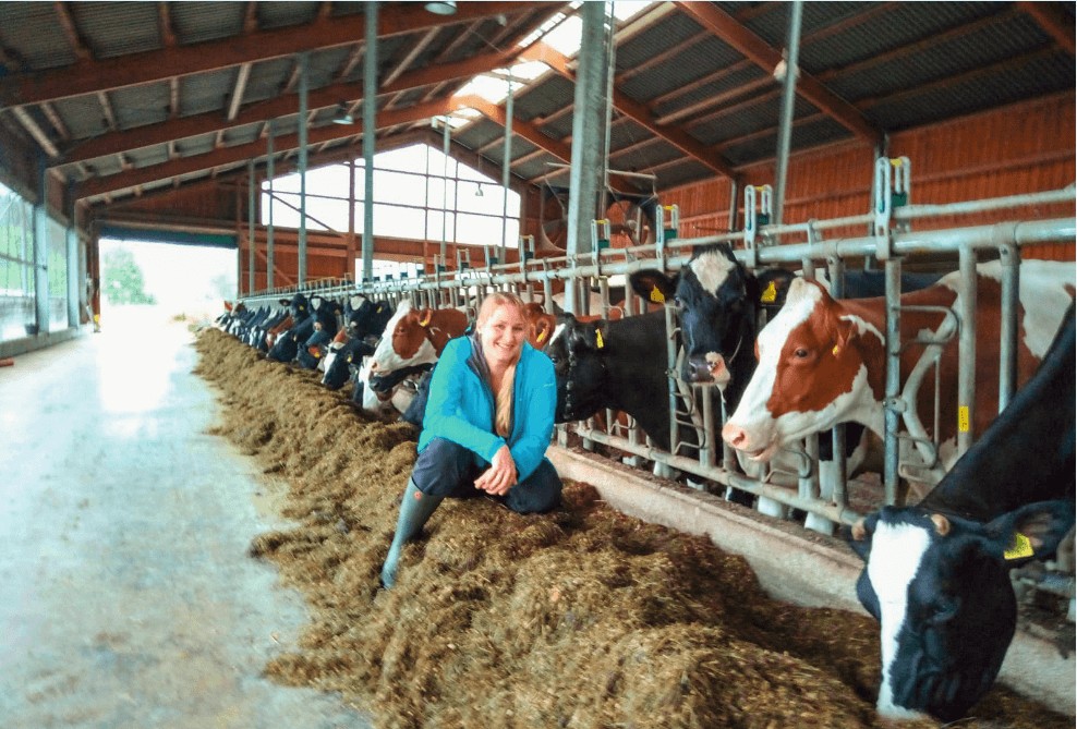 Dairy farmer and cows who are eating the silage