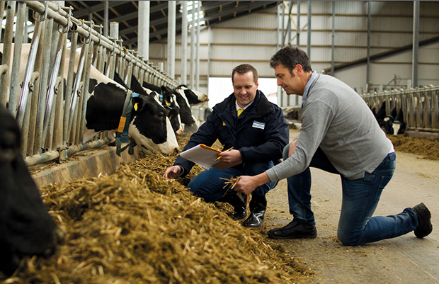 men in the cowshed
