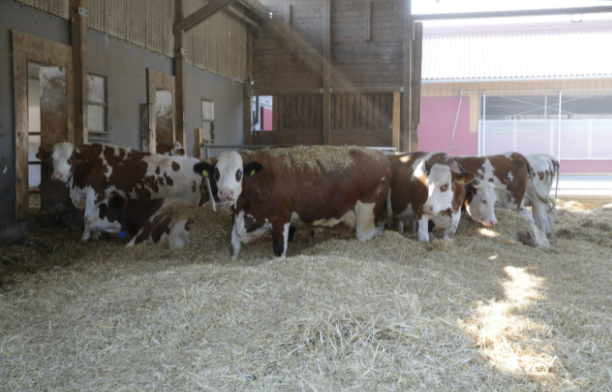 vaches sur la paille