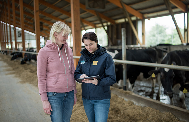 women in front of cows
